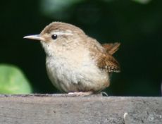 junge-Amsel-1A.jpg